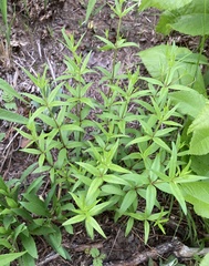 Galium arkansanum