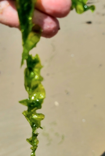 sea spiral (Ulva taeniata)
