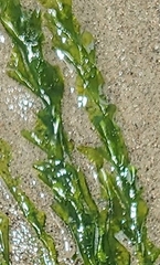 Ulva taeniata