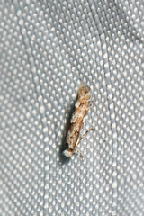 Phyllonorycter nipigon