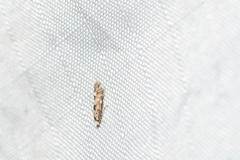 Phyllonorycter nipigon