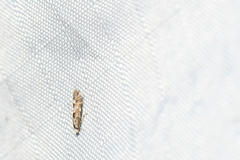 Phyllonorycter nipigon
