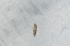 Phyllonorycter nipigon