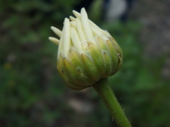 Leucanthemum pallens