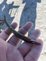 Rhizophora mangle image