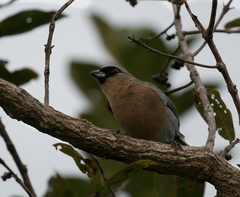 Schistochlamys ruficapillus