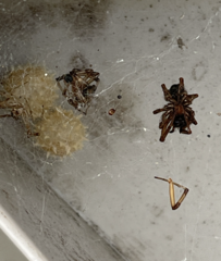 Theridiidae