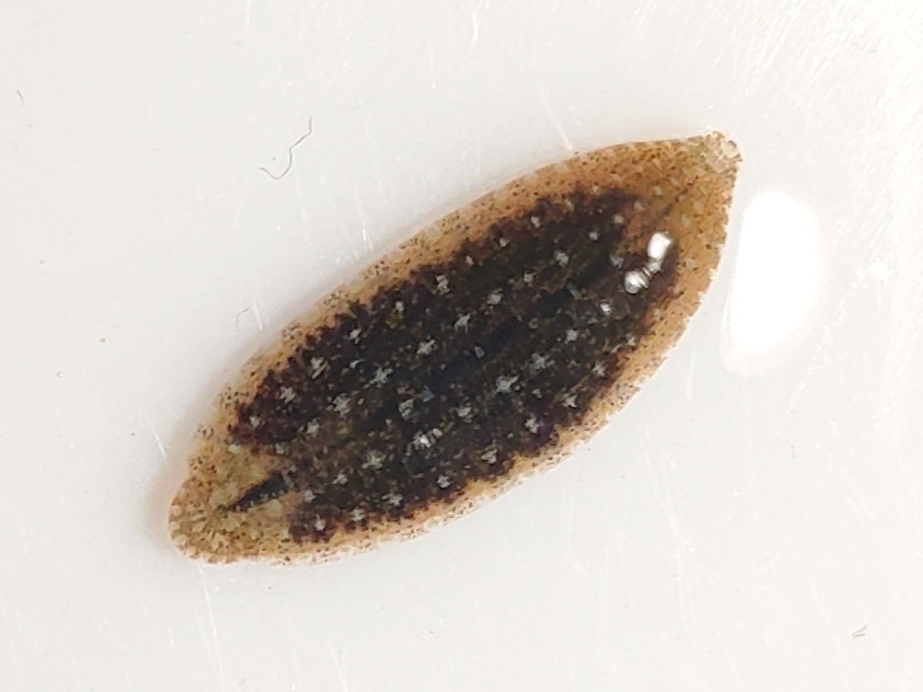 Placobdella desseri