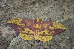 Eacles imperialis pini