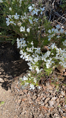 Leptosiphon floribundus