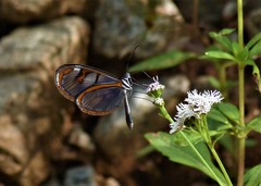 Oleria aquata
