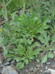 Leucanthemum pallens
