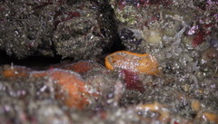 Thordisa bimaculata