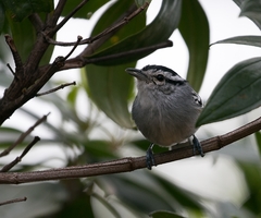 Herpsilochmus atricapillus