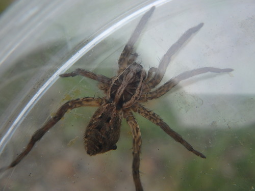 Photo of Radiated Wolf Spider (Hogna radiata)