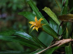 Canistropsis billbergioides