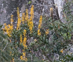 Vochysia emarginata