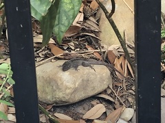 Anolis sagrei
