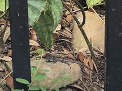 Anolis sagrei