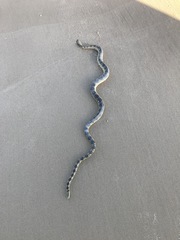 Hydrophis elegans