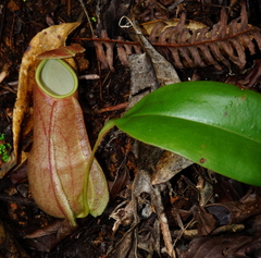 Nepenthes distillatoria