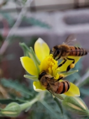 Apis mellifera