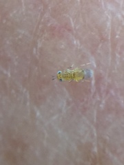 Aphytis