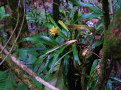Canistropsis billbergioides