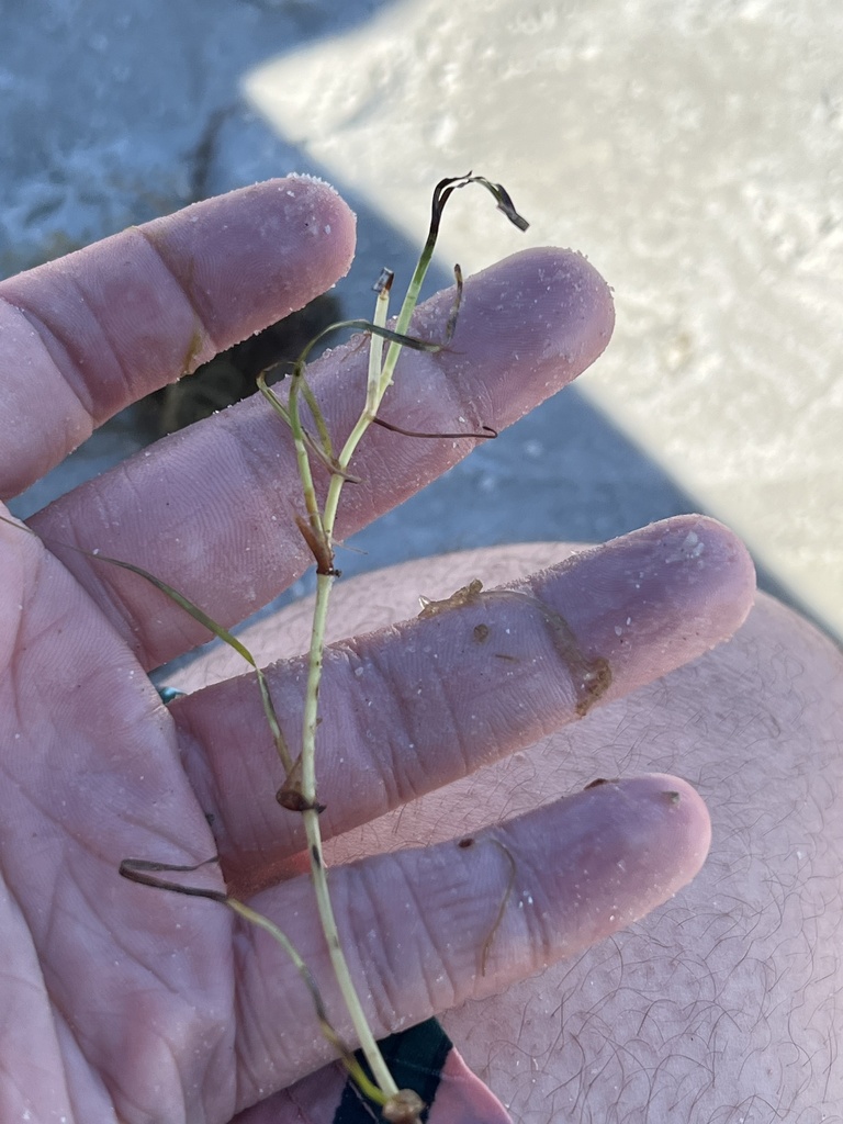 Photo of Dwarf Seagrass (Halodule wrightii)