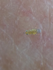 Aphytis