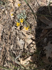 Pedicularis semibarbata