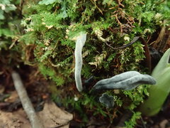 Hypomyces papulasporae