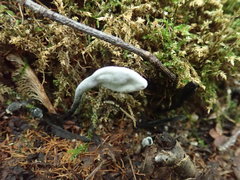 Hypomyces papulasporae