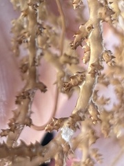Acanthophora spicifera