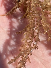 Acanthophora spicifera