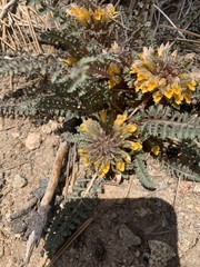 Pedicularis semibarbata
