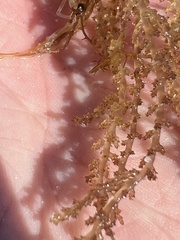 Acanthophora spicifera