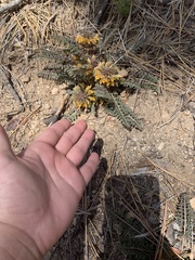 Pedicularis semibarbata