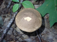 Leccinum snellii