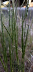 Aegilops cylindrica