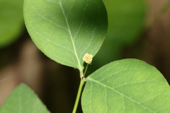 Euphorbia mercurialina