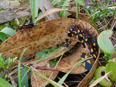 Oncopeltus orourkeae