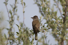 Empidonax traillii traillii