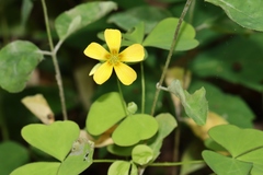 Oxalis illinoensis