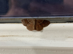 Leptostales ferruminaria