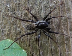 Pardosa moesta