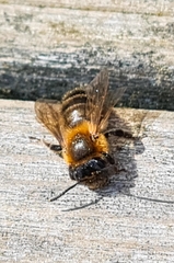 Andrena nigroaenea