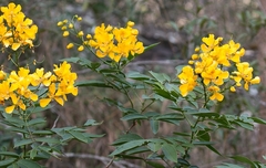 Senna reniformis