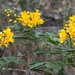 Senna reniformis - Photo (c) Ronaldo Garcia, some rights reserved (CC BY-NC), uploaded by Ronaldo Garcia