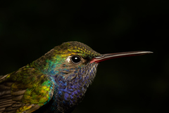Sapphire-Spangled Emerald photo 3